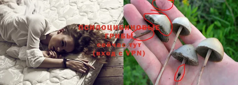 купить наркотик  Горно-Алтайск  Псилоцибиновые грибы Psilocybe 