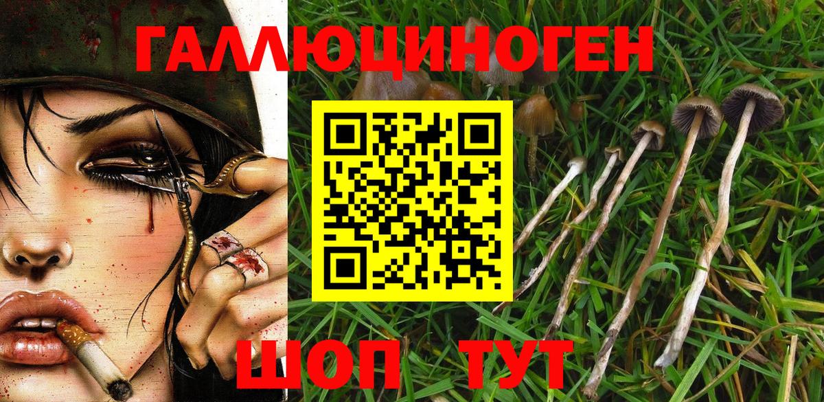 Горно-Алтайск  Псилоцибиновые грибы GOLDEN TEACHER  где купить наркотик  Вход с VPN 