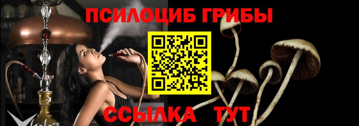 Галлюциногенные грибы Psilocybe Горно-Алтайск